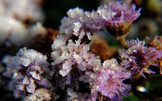 Fondos purpura